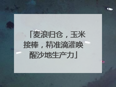 麦浪归仓，玉米接棒，精准滴灌唤醒沙地生产力