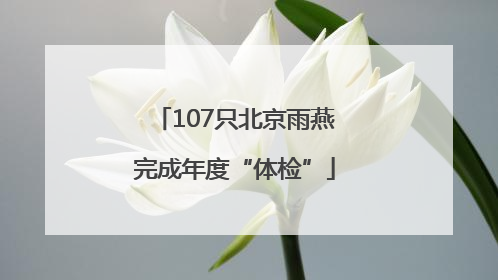 107只北京雨燕完成年度“体检”