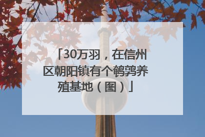 30万羽，在信州区朝阳镇有个鹌鹑养殖基地（图）