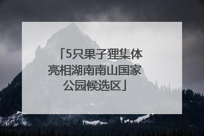 5只果子狸集体亮相湖南南山国家公园候选区